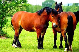 這匹馬,馬,動物