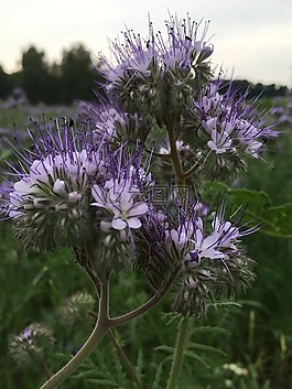 花,紫,關閉