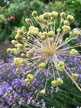花園,花,紫