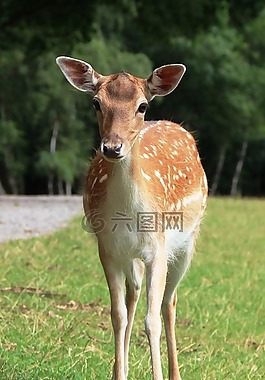 獐鹿,野生,性質(zhì)