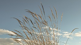 蘆葦,天空,云