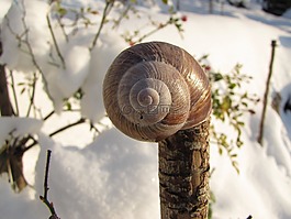 殼,雪,德卡