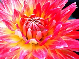 嬌琴紗,花,開花