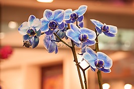 蘭花,鮮花,花卉