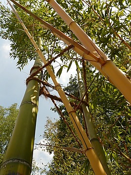 竹,竹种园,aureocaulis