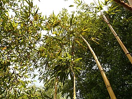 竹,竹种园,aureocaulis