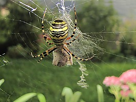黃蜂蜘蛛,網(wǎng)絡,獵物