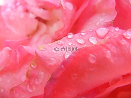 玫瑰,粉色,花卉