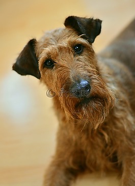 狗,愛爾蘭梗,小獵犬