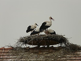 鹳,storchennest,鸟