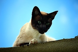 貓,mieze,暹羅