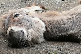 驢,動物,白