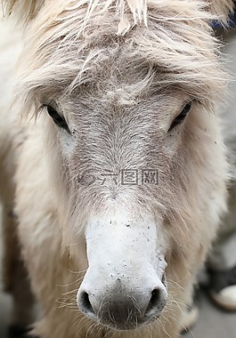 驢,動物,白