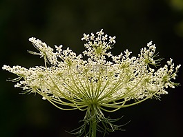 野生,胡蘿卜,園林植物