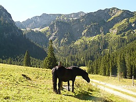 马,牧场,山