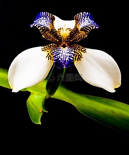 蘭花,花卉,植物