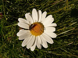 margarithe,花,白