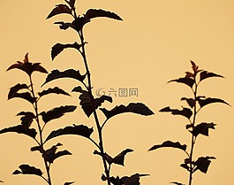 廠,影子,布什