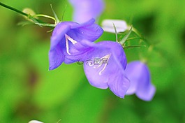 鮮花,響鈴,草