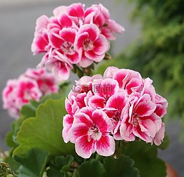 開花,粉紅色,花