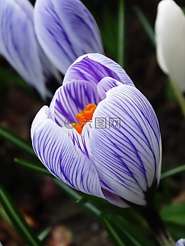 藏紅花,開(kāi)花,授粉