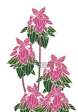 himeodorikosou,野生草,鮮花