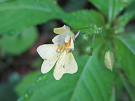 花卉,桔梗,綻放