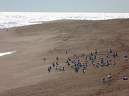海灘,海鷗,海