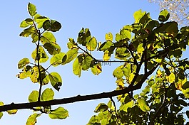 葉子,蘋果樹,綠色