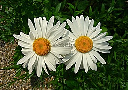 法蘭西菊,雛菊,花
