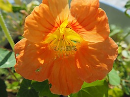 花,開花,花園