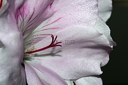 開(kāi)花,花,紫