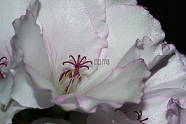 開花,花,紫
