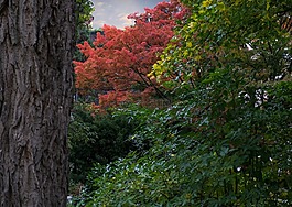 樹,紅色,秋季