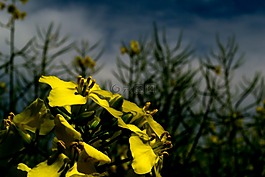 油菜,開(kāi)花,黃色