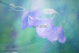響鈴,鮮花,夏季