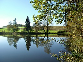 池塘,水,鏡像