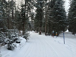 森林,雪,冬天风景