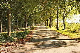 大道,森林,路