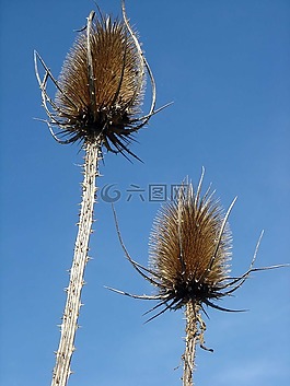 薊,刺,藍色