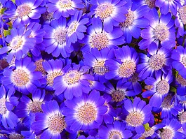 鮮花,藍色,花束