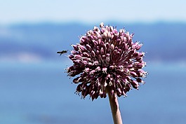 三葉草花,蜜蜂,紫