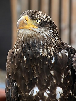 阿德勒,鳥(niǎo)類(lèi),猛禽