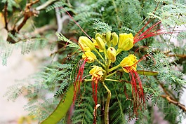 花,万寿菊,黄色