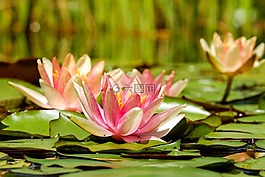 睡蓮,花,開(kāi)花
