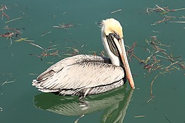 佩利坎,水禽,鳥(niǎo)類(lèi)
