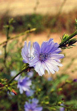 夏季,花卉,菊苣根