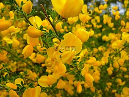 掃帚,花,黃色