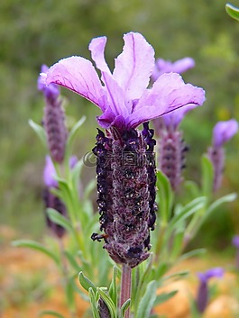 薰衣草,熏衣草,花