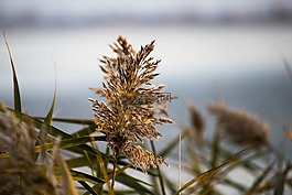 里德,花卉,湖